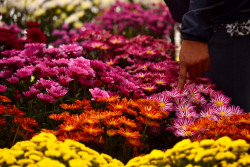 Flowers in full bloom at Godawari expo (Photo Gallery)