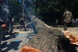 Tree falls over vehicles, claiming three lives