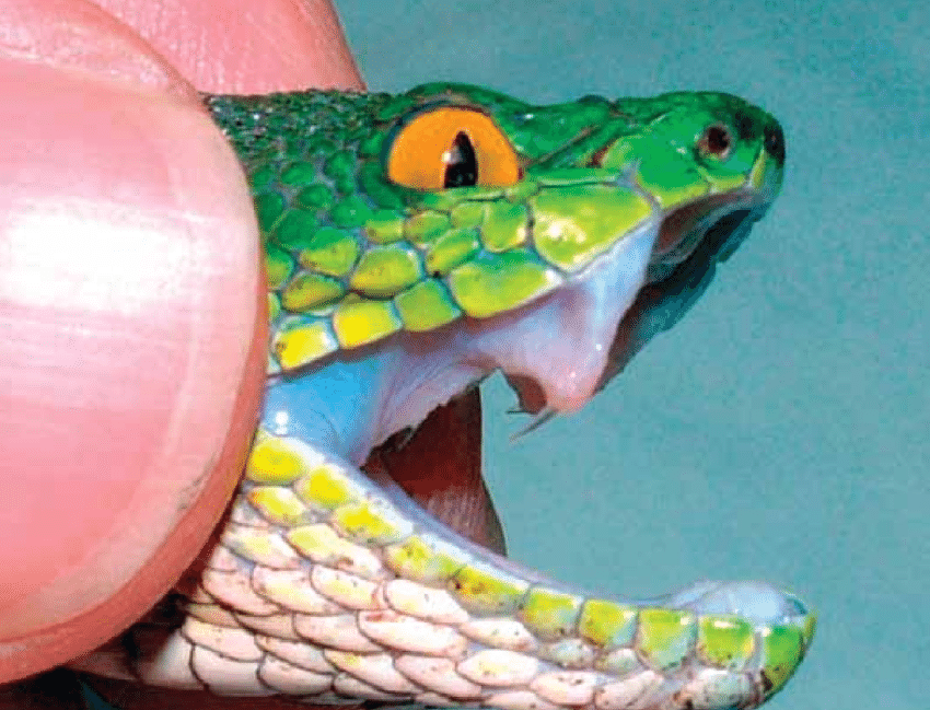 Green-pit-viper-Trimeresurus-sp-showing-the-venom-fangs-U-Kuch1656849719.png