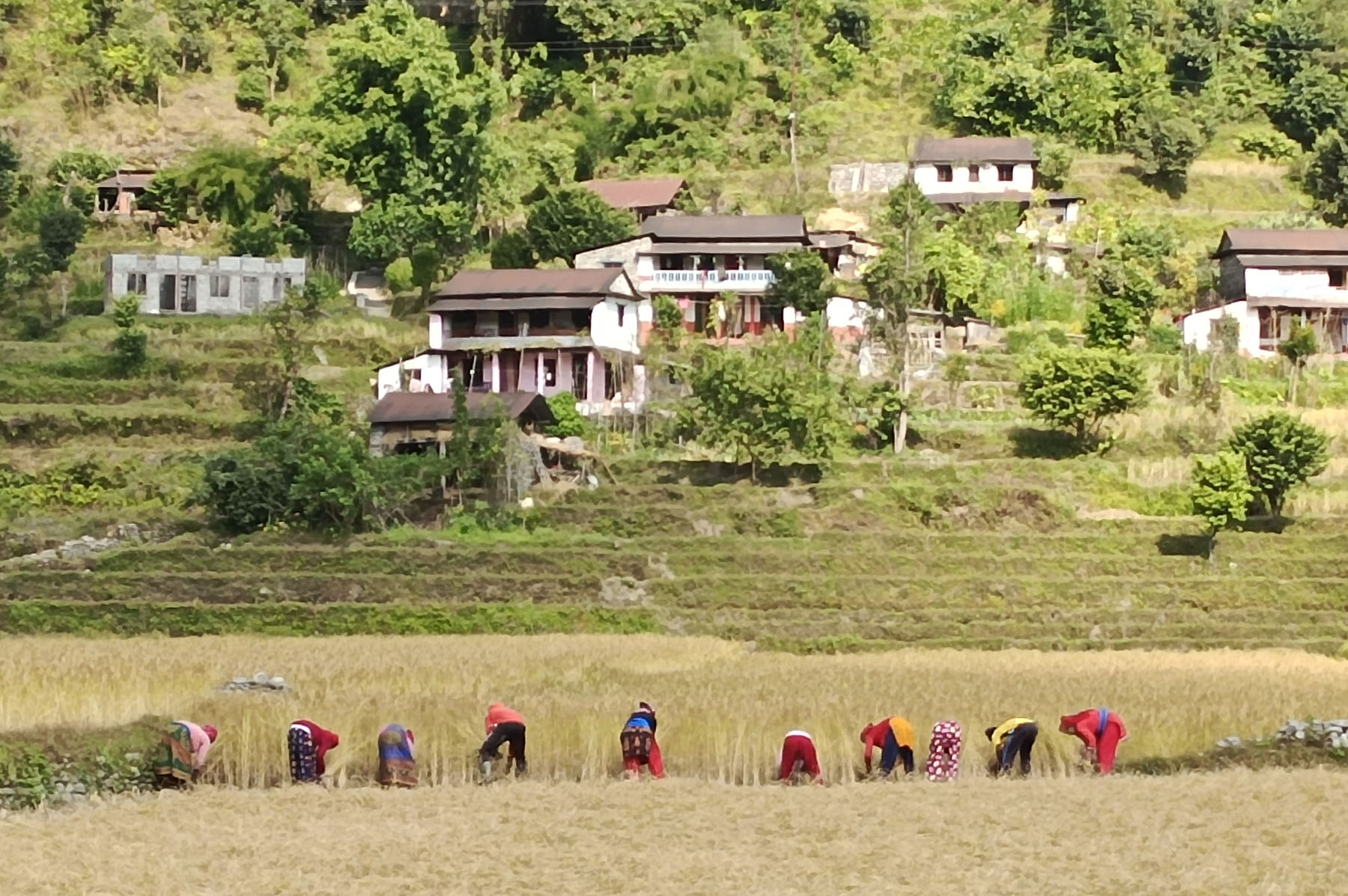 JBS-Pokhara-DhanKatdaia1667735413.jpg