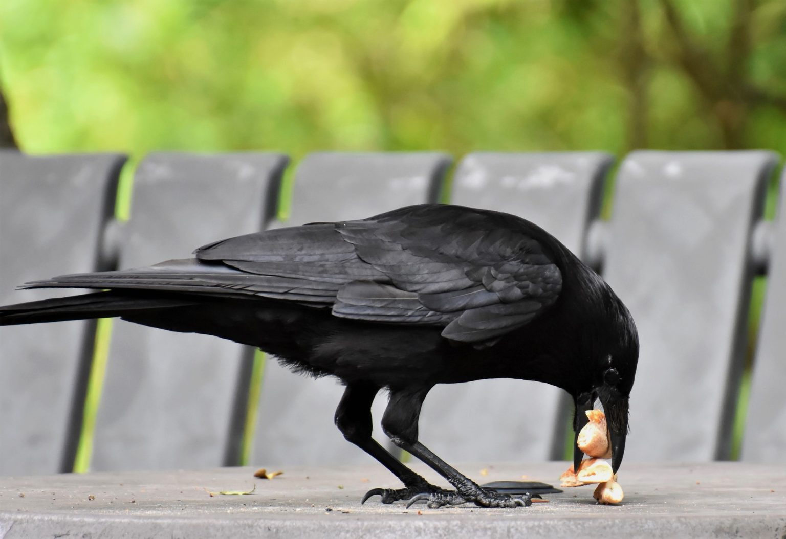 Tihar commences with crow worship on the first day - Nepal Minute ...