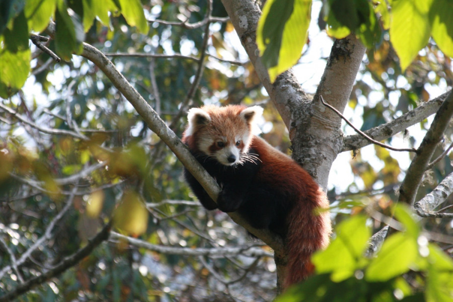 Poaching leaves red panda on the brink of extinction in Myagdi - Nepal ...