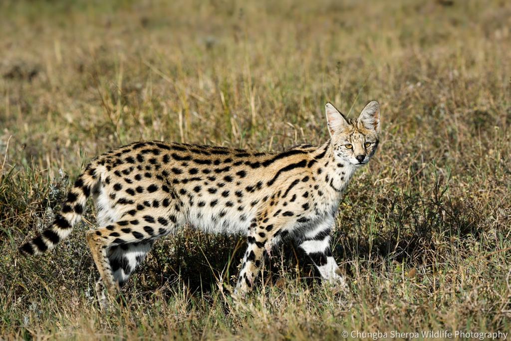 Chungba Sherpa returns from ‘wildlife photographer’s paradise’ (Photo ...