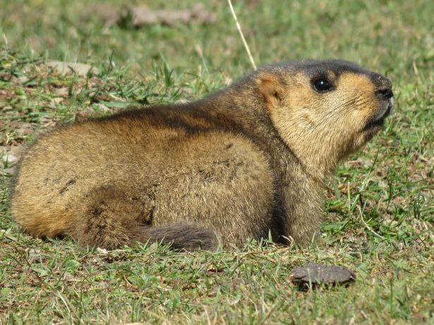 The Legendary Gold-Digging Himalayan Marmot